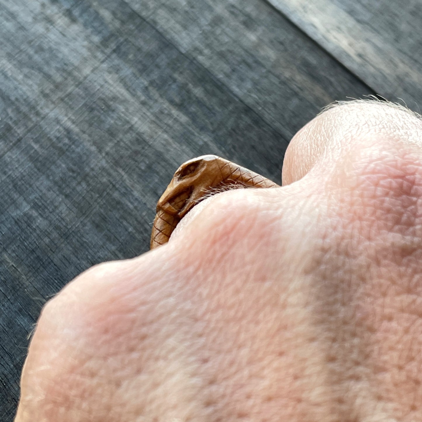 Anello serpente Uroboro
